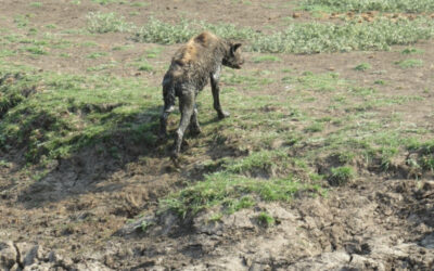 Stuck in the Mud