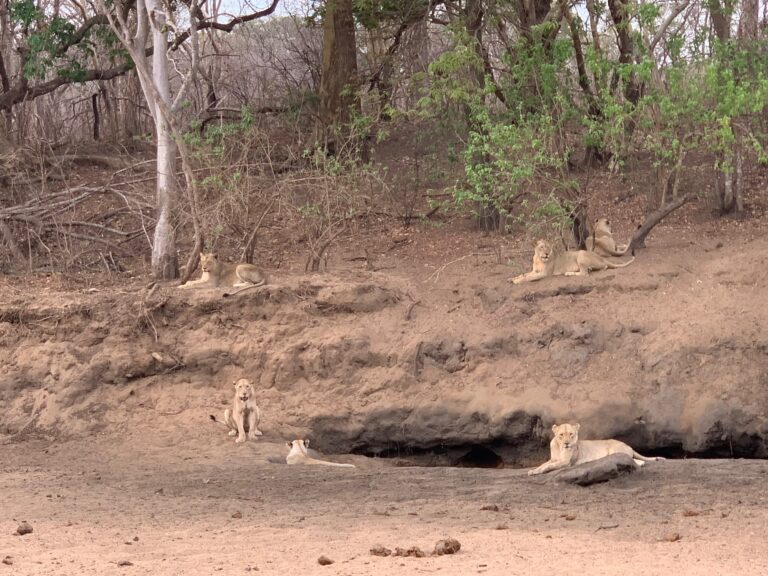 lions 768x576