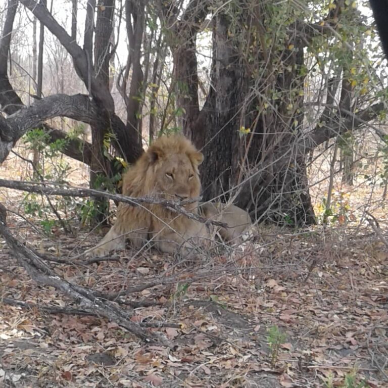 UNADJUSTEDNONRAW thumb 767c 768x768