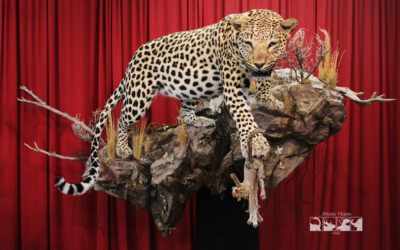 Artistic Visions Wildlife