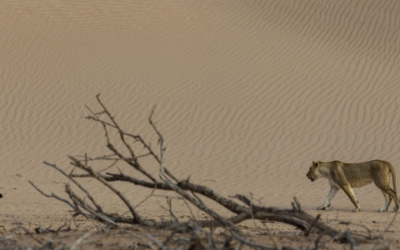 High-tech keeps Namibia’s Desert Lions away from livestock