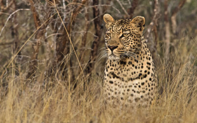 Animal Rights Activists use Lawfare to Stop Hunting Quotas in South Africa