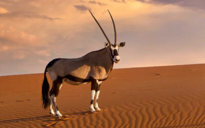 Issue April-September 2022