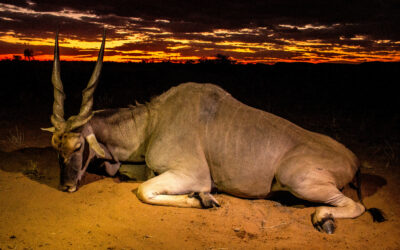 Mpofu! The largest of the antelope species