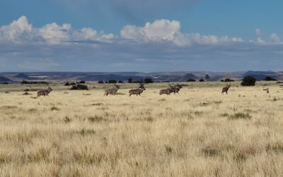The Magical, Mystical Karoo