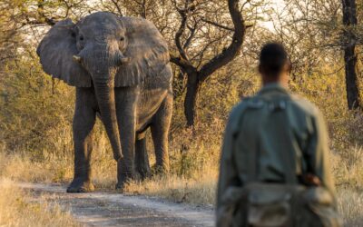 Wildlife Ranger Challenge 2022