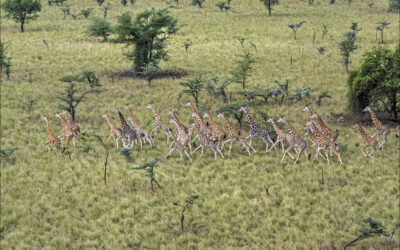 African Parks to Manage Boma and Badingilo National Parks in South Sudan