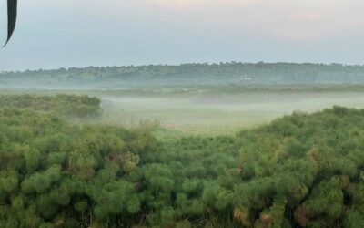 Silhouettes in the Mist at Lake Mburo