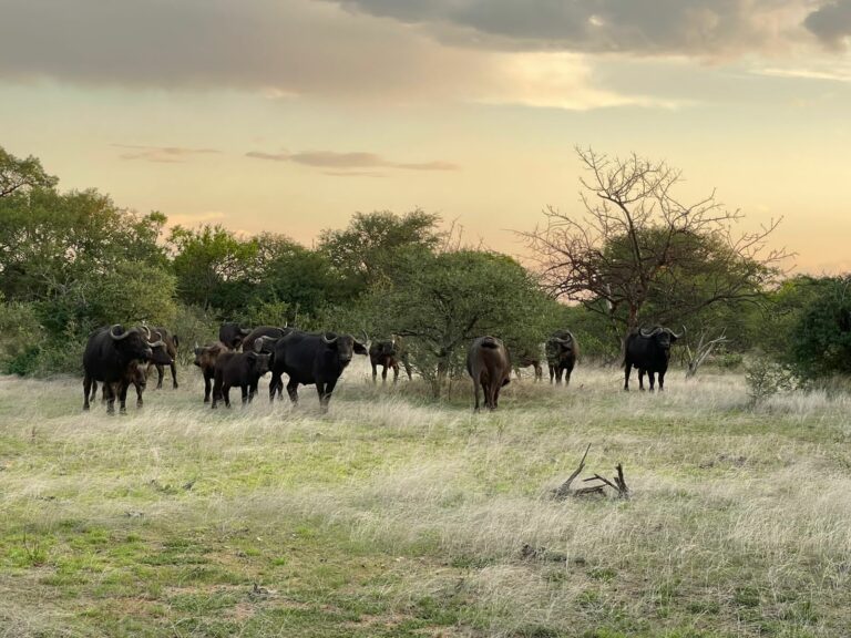 Eland Safaris 2022 1 768x576
