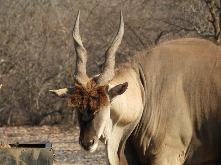 Eland Safaris 2022 2 768x576
