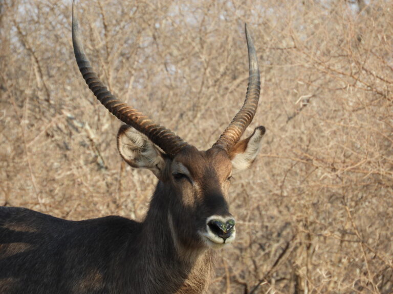Eland Safaris 2022 3 768x576
