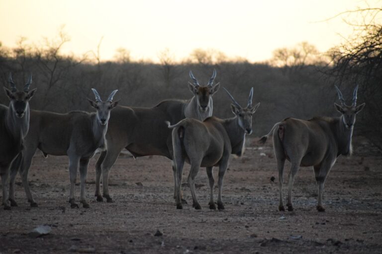 Eland Safaris 2022 4 768x512
