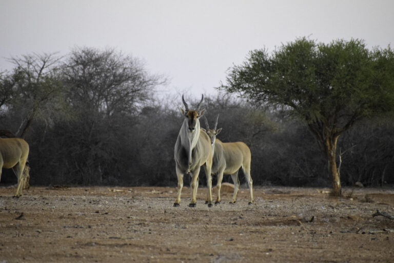 Eland Safaris 2022 5 768x512