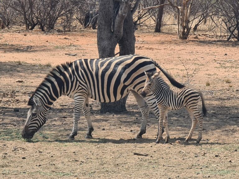 Eland Safaris 2022 6 768x576
