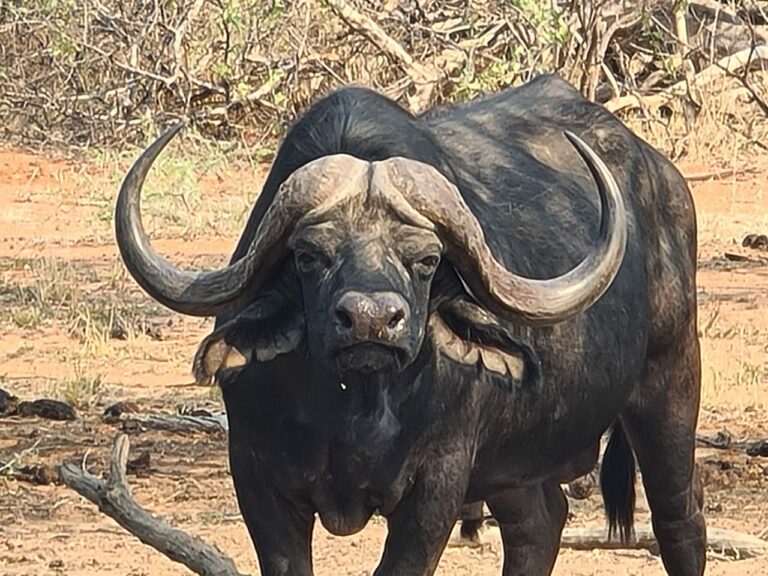 Eland Safaris 2022 7 768x576