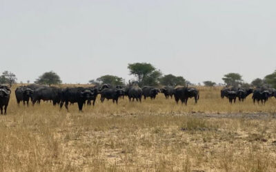 Elephants and Mega Wildlife