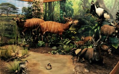 Bongo Hunting