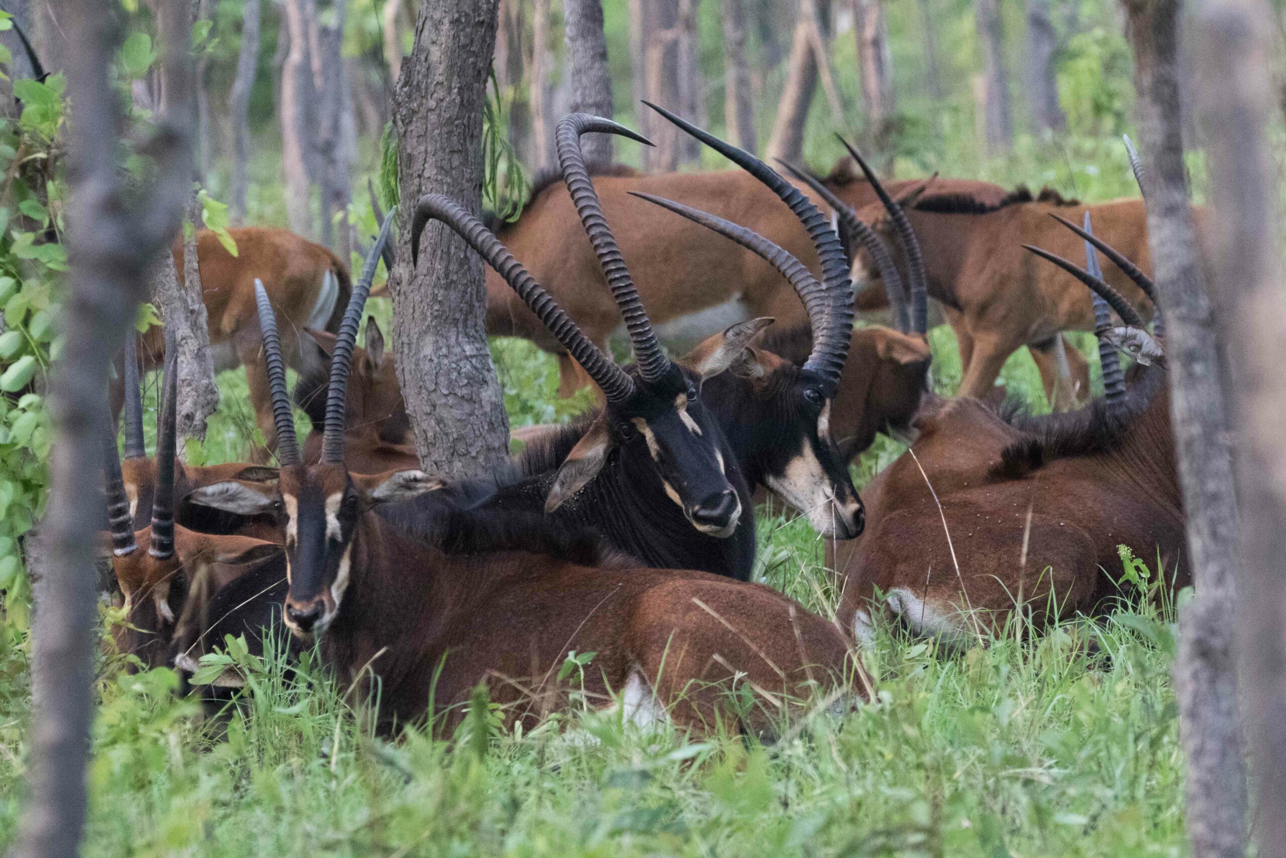 Will Secret Wildlife Imports Doom Ultra-Rare Giant Sable?