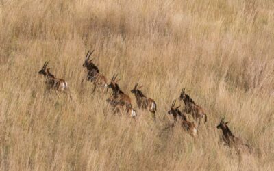 Giant Sable Conservation in Angola