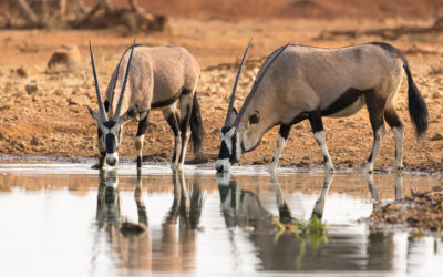 United Nations Biodiversity Conference Reaches Landmark Agreement