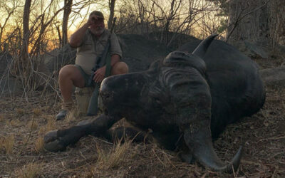 The Baobab Buffalo