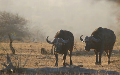 First Global Human-Wildlife Conflict Summit