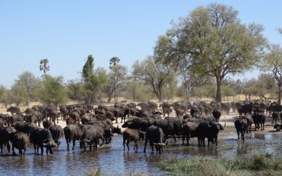 African Parks 2022 Update