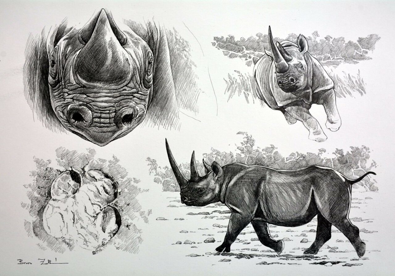 Wildlife Artist: Zoltan Boros - AHG