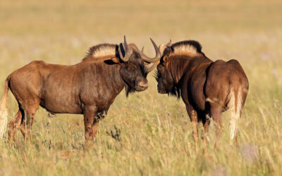 Black Wildebeest 