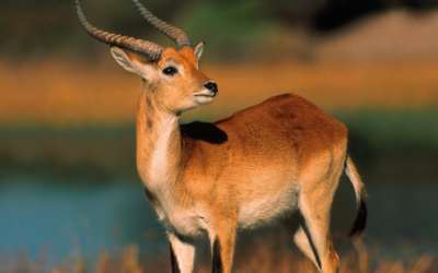 Issue October-December 2023