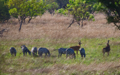 Rebuilding Zimbabwe’s Wildlife Sector