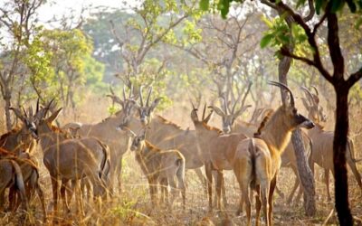 South Africa Plans to Grow Biodiversity Economy
