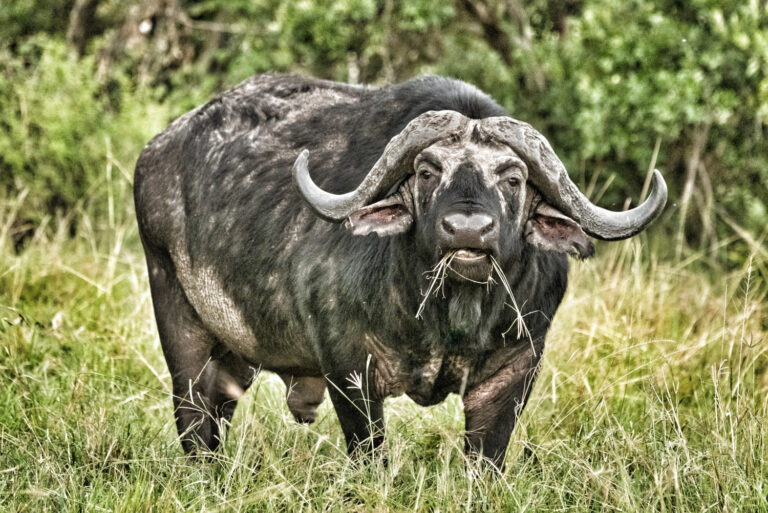 Buffalo1 copy 768x513