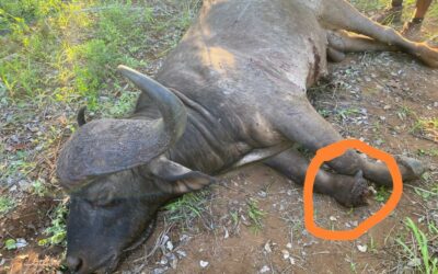 Gin-Trapped Buffalo Leads to the Fall of a Zimbabwean Icon