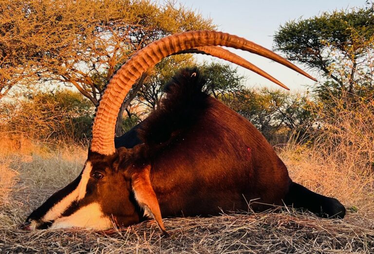 thumbnail IMG 4130 768x522