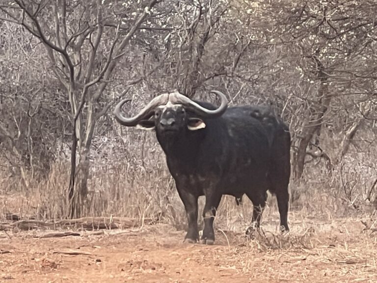 thumbnail IMG 8172 768x576