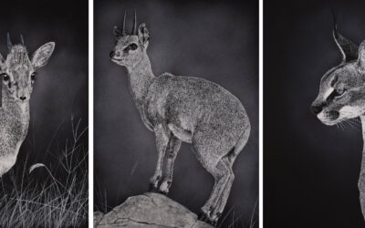Rigby Art unveils new limited edition wildlife collection