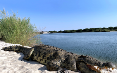 Issue April-June 2024