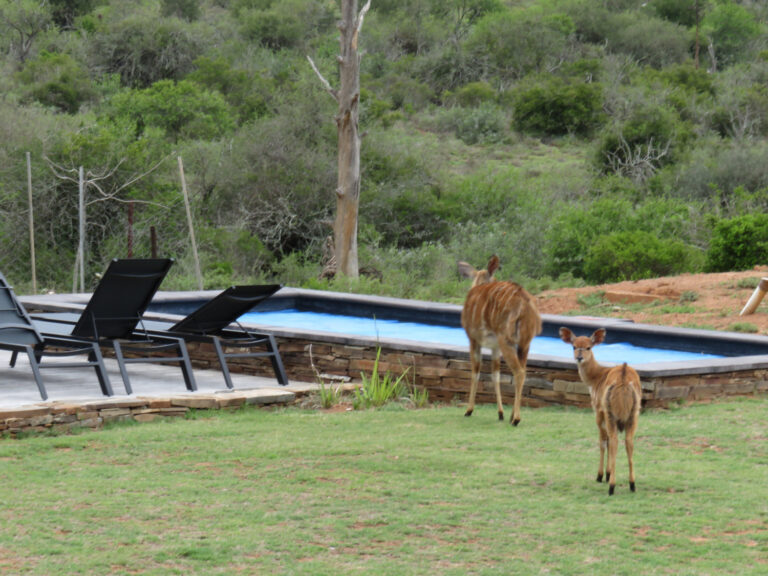 Bushcamp 6 High res 1 768x576