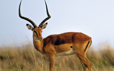 Issue July-September 2024