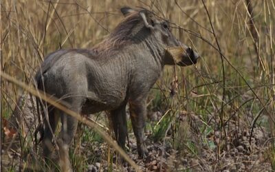 Not for the Faint-Hearted – Hunting Bushpig in the Eastern Cape