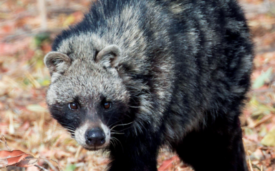 Issue October 2024 – March 2025