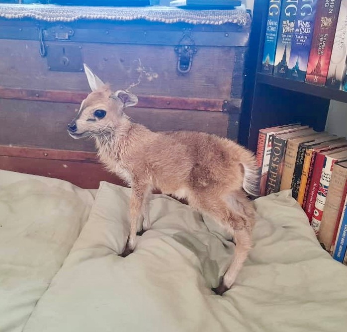 bok bok 1