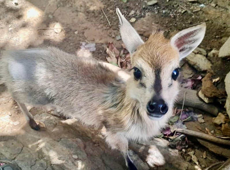 Bok Bok