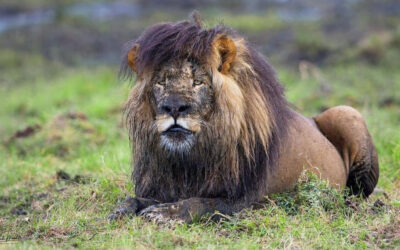 The Lost Lion of Western Zambia & Hope for the Future
