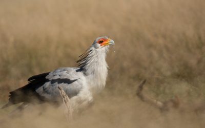Secretarybirds: Africa’s Most Iconic Birds