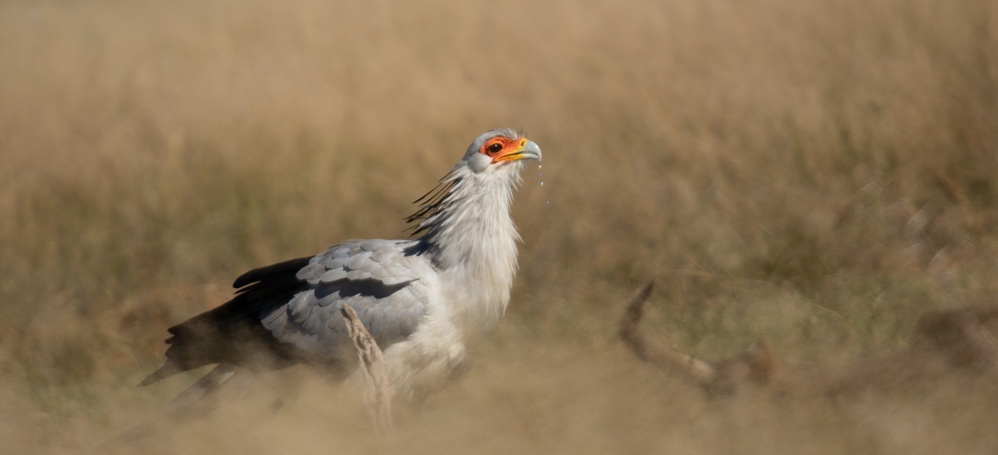 Secretarybirds: Africa’s Most Iconic Birds