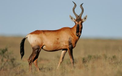 Red Hartebeest Among White Rhinos