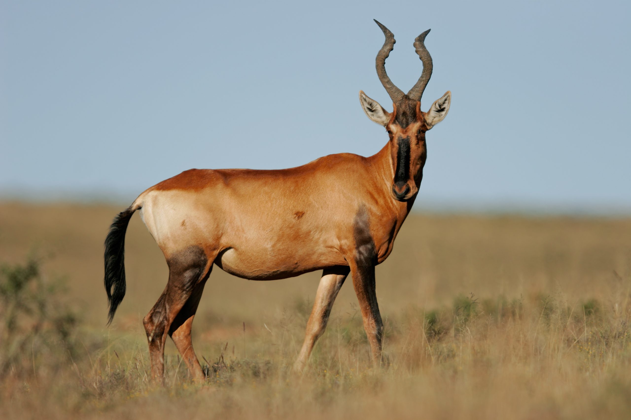 Red Hartebeest Among White Rhinos