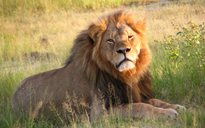 Ten Years After Cecil the Lion’s Death, Let’s Mourn Human Victims of Wildlife Attacks